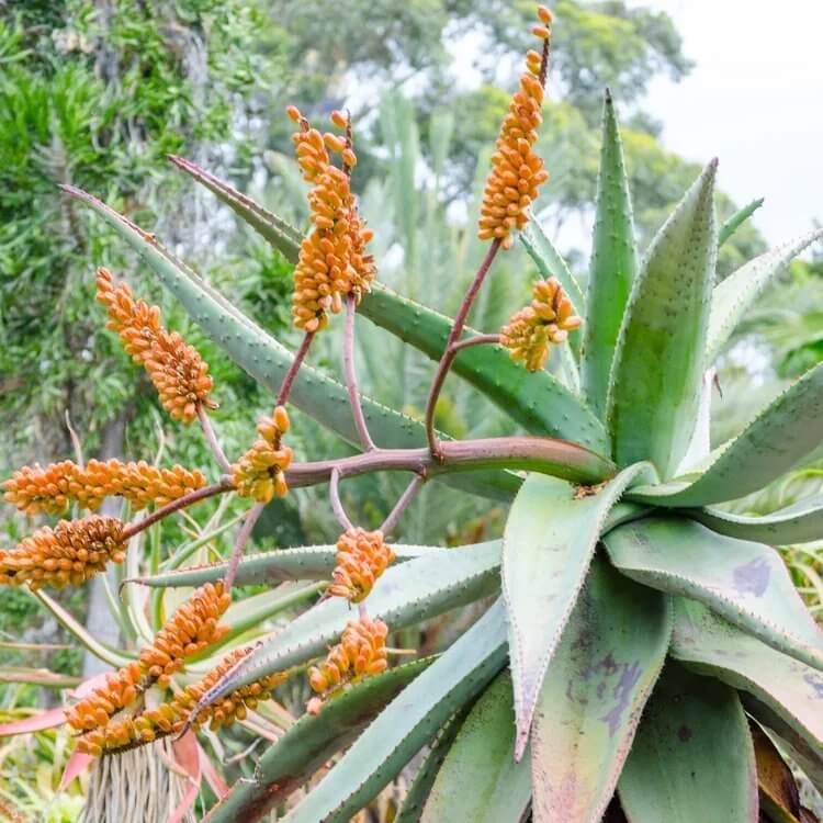 Aloe Marlothii Seeds - Succulent Plant Seeds for Home Gardens