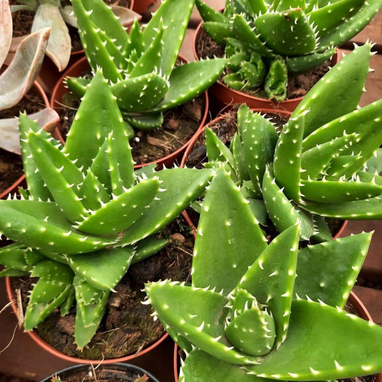 Aloe Mitriformis Seeds - Succulent Plant Seeds for Home Gardens