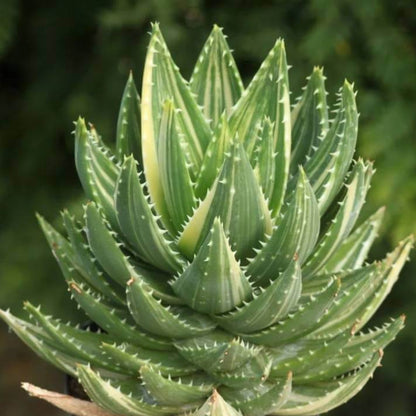 Aloe Mitriformis Seeds - Succulent Plant Seeds for Home Gardens