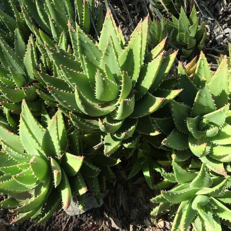 Aloe Mitriformis Seeds - Succulent Plant Seeds for Home Gardens