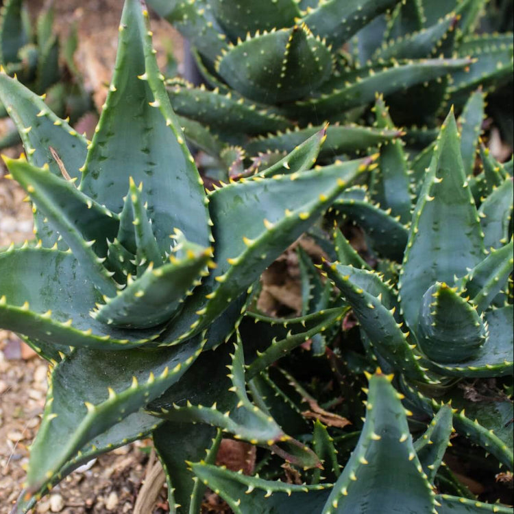 Aloe Mitriformis Seeds - Succulent Plant Seeds for Home Gardens