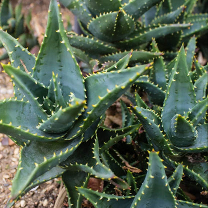 Aloe Mitriformis Seeds - Succulent Plant Seeds for Home Gardens