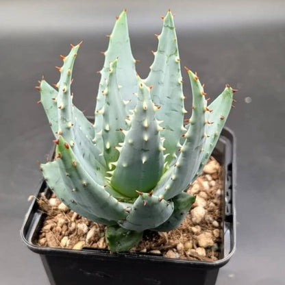 Aloe Peglerae Seeds - Succulent Plant Seeds for Home Gardens