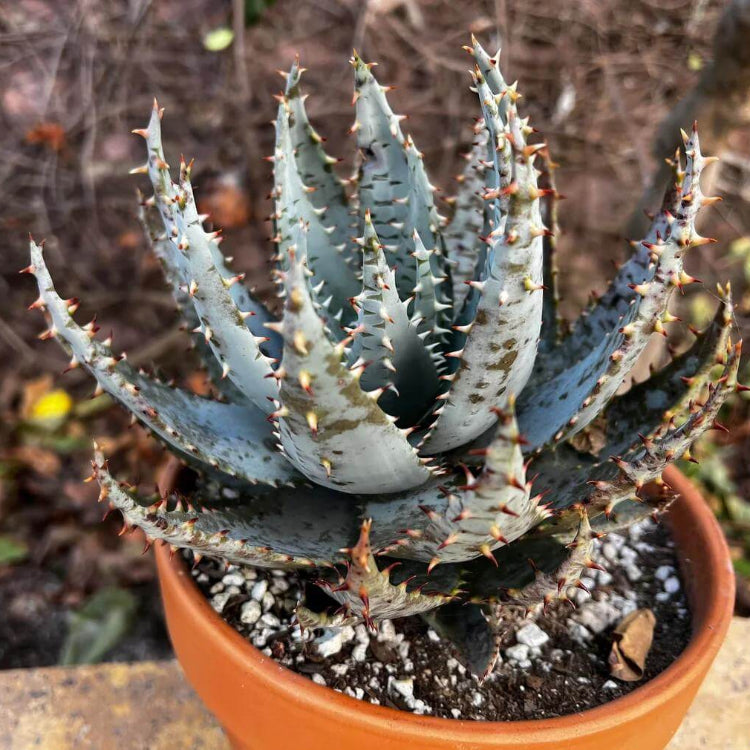 Aloe Peglerae Seeds - Succulent Plant Seeds for Home Gardens