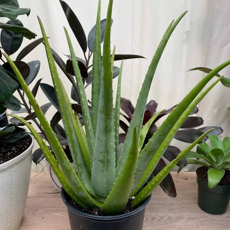 Aloe Plant Seeds