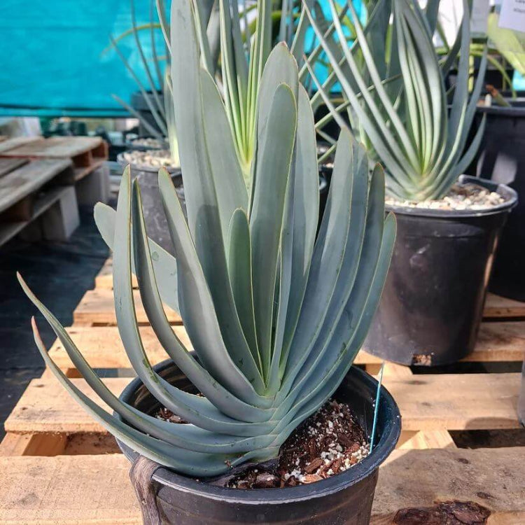 Aloe Plicatilis Seeds - Succulent Plant Seeds for Home Gardens