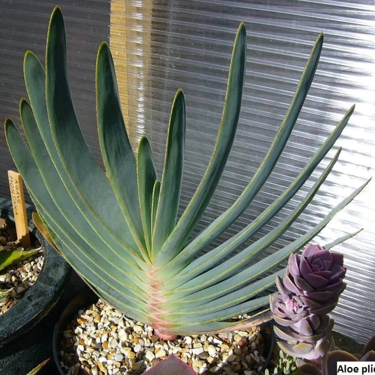 Aloe Plicatilis Seeds - Succulent Plant Seeds for Home Gardens