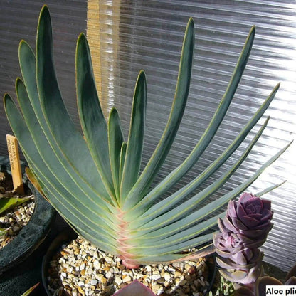 Aloe Plicatilis Seeds - Succulent Plant Seeds for Home Gardens