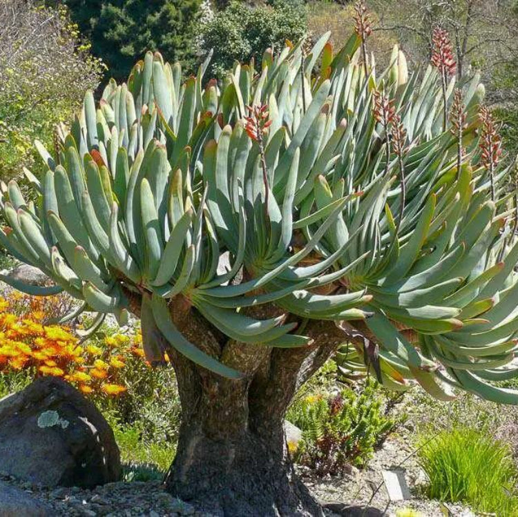 Aloe Plicatilis Seeds - Succulent Plant Seeds for Home Gardens