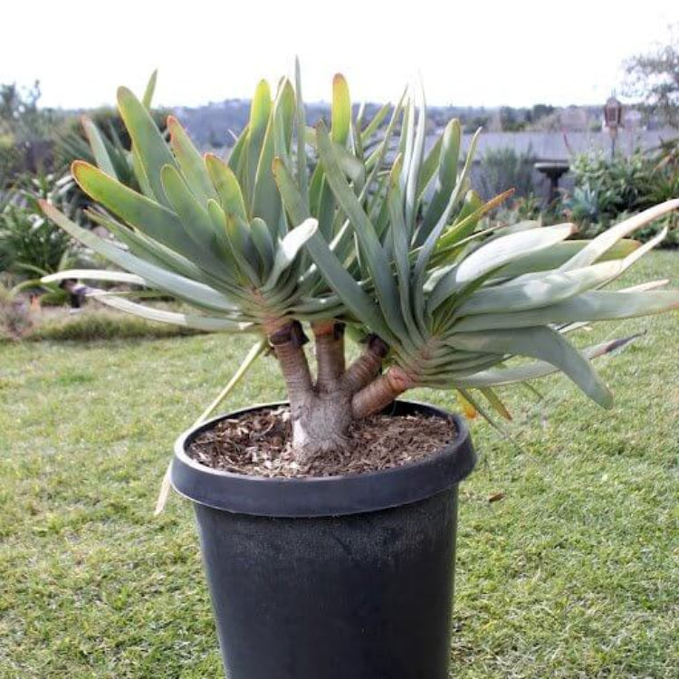 Aloe Plicatilis Seeds - Succulent Plant Seeds for Home Gardens