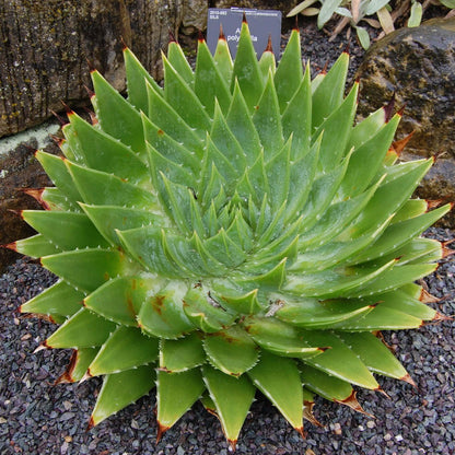 Aloe Polyphylla Seeds - Succulent Plant for Home Gardens