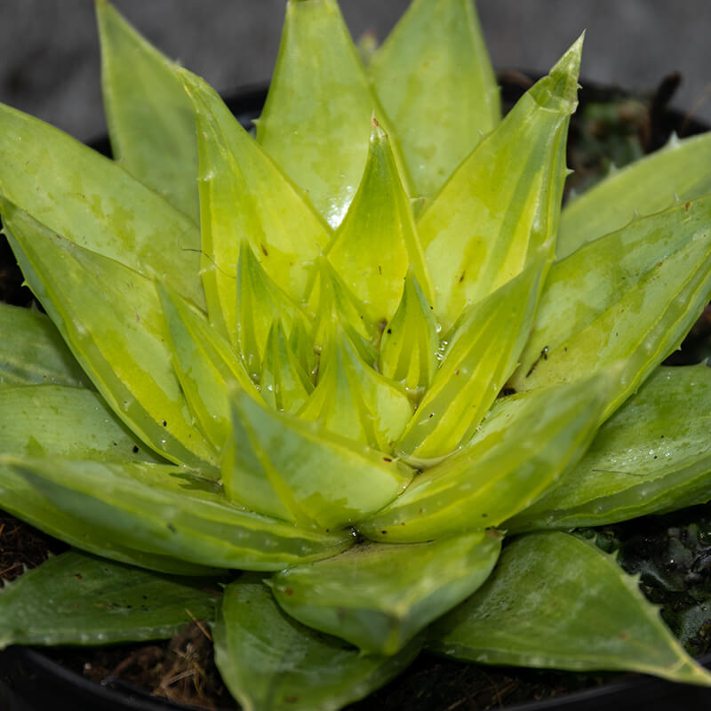 Aloe Polyphylla Seeds - Succulent Plant for Home Gardens