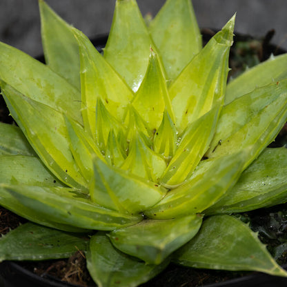 Aloe Polyphylla Seeds - Succulent Plant for Home Gardens