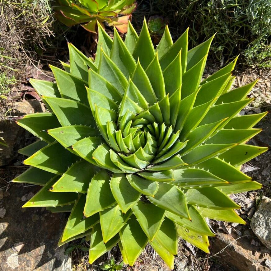 Aloe Polyphylla Seeds - Succulent Plant for Home Gardens