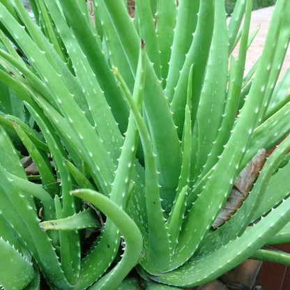 Aloe Seeds - All In One For Home Gardens