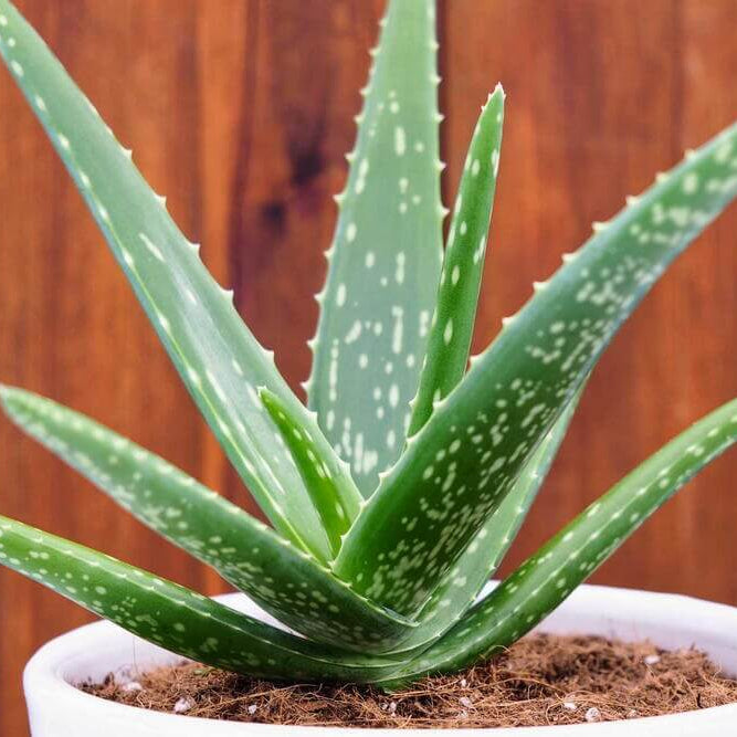 Aloe Seeds - All In One For Home Gardens