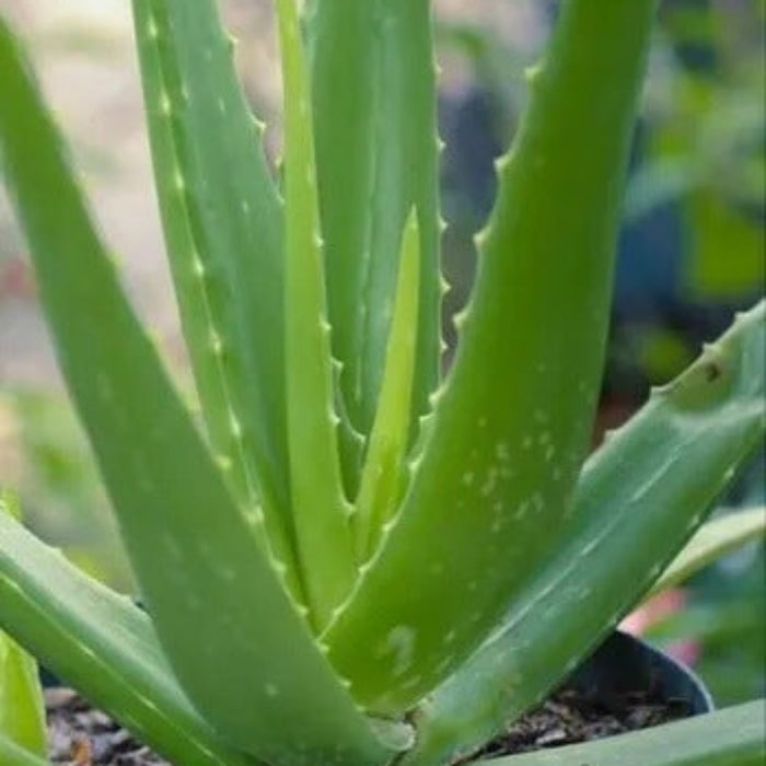 Aloe Seeds - All In One For Home Gardens