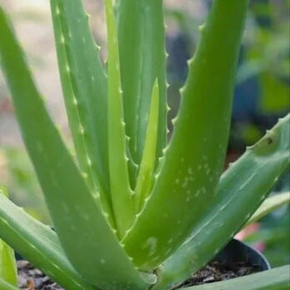 Aloe Seeds - All In One For Home Gardens