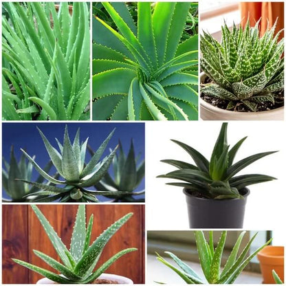 Aloe Seeds - All In One For Home Gardens