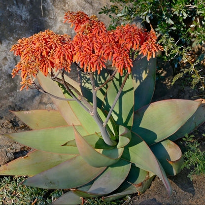 Aloe Striata Seeds - Succulent Plant Seeds for Home Gardens