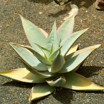 Aloe Striata Seeds - Succulent Plant Seeds for Home Gardens