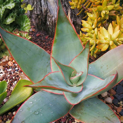 Aloe Striata Seeds - Succulent Plant Seeds for Home Gardens