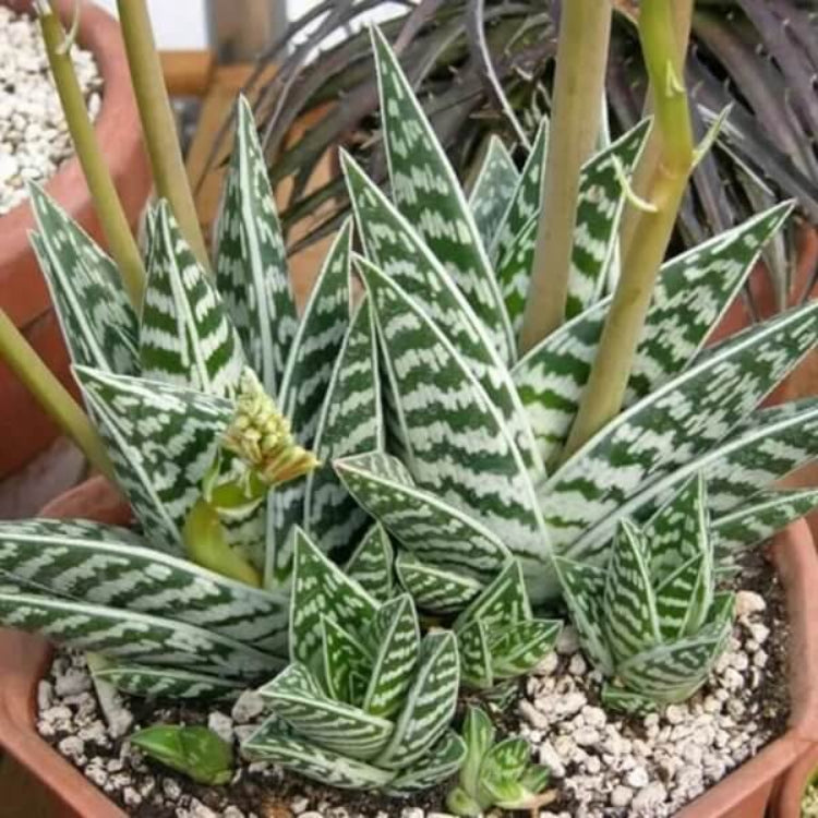 Aloe Variegata Seeds - Succulent Plant Seeds for Home Gardens