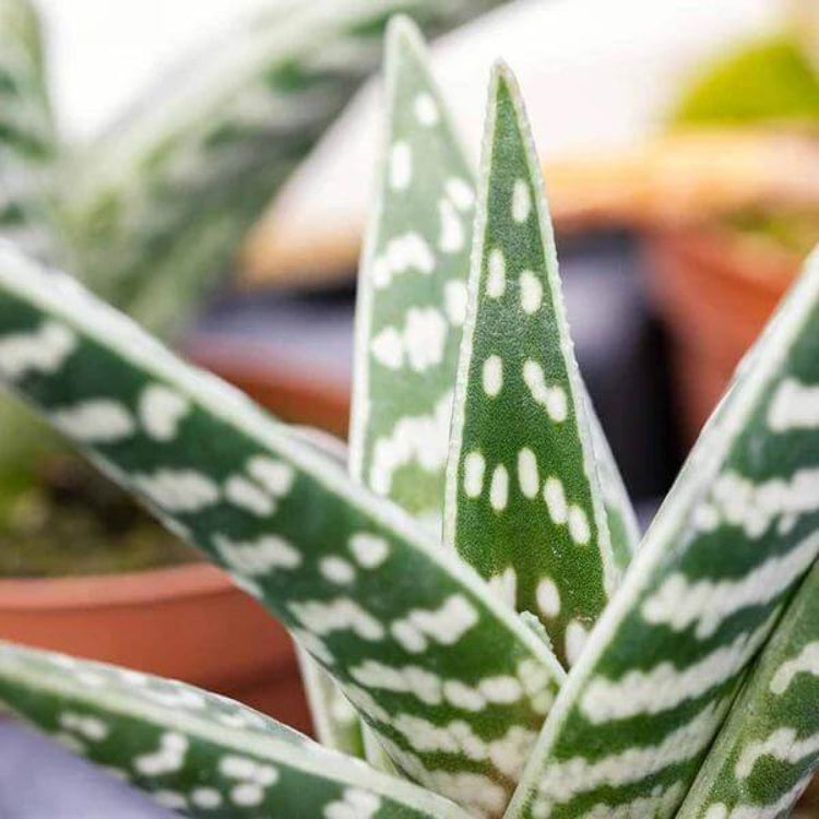 Aloe Variegata Seeds - Succulent Plant Seeds for Home Gardens