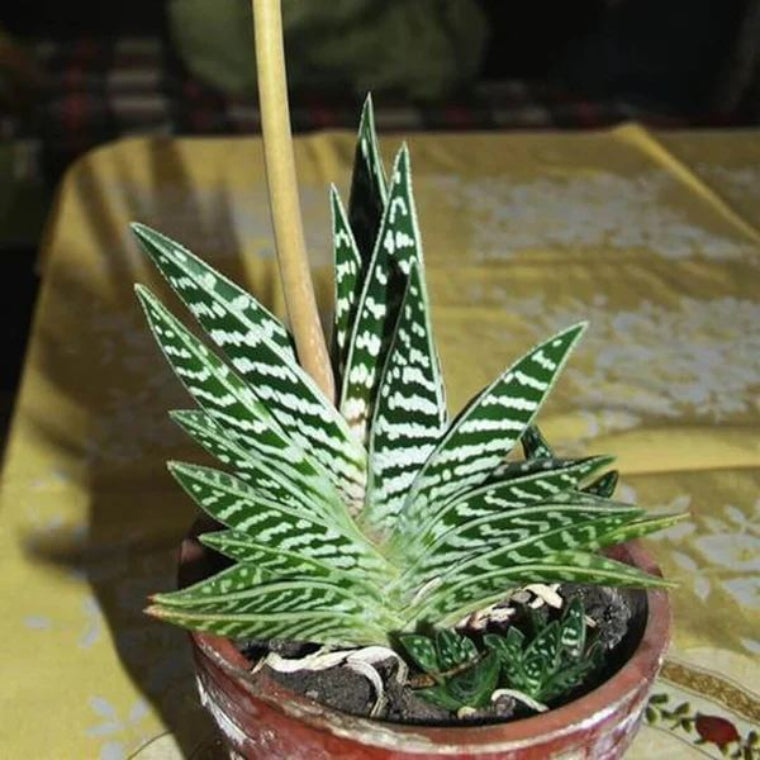 Aloe Variegata Seeds - Succulent Plant Seeds for Home Gardens