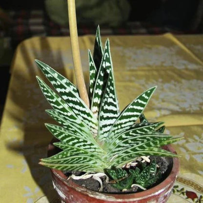 Aloe Variegata Seeds - Succulent Plant Seeds for Home Gardens