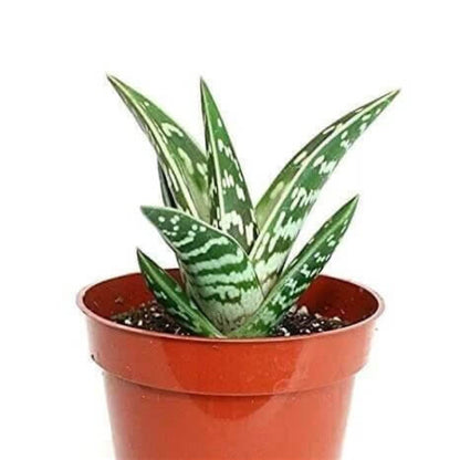 Aloe Variegata Seeds - Succulent Plant Seeds for Home Gardens