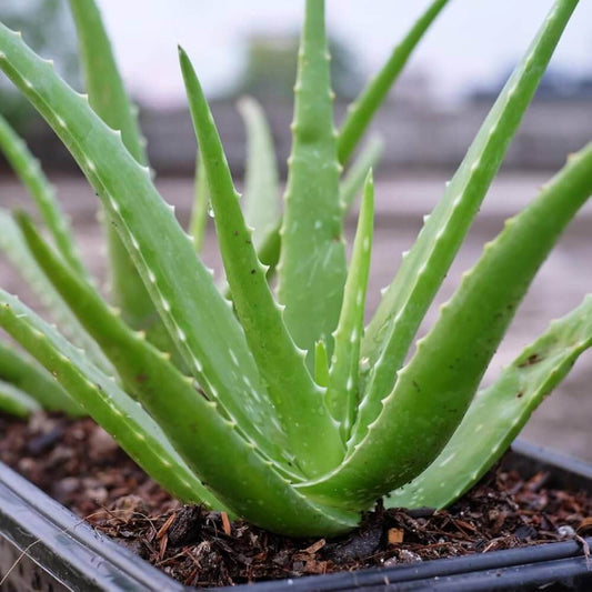 Aloe Vera Seeds - Herbal Plant for Home Gardens
