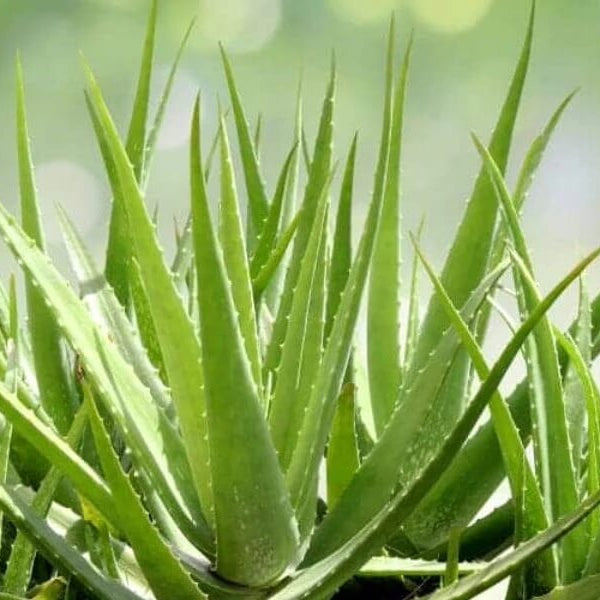 Aloe Vera Seeds 
