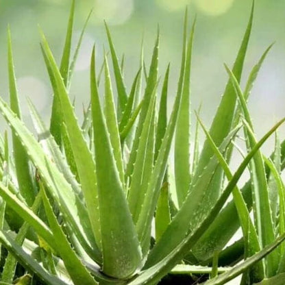 Aloe Vera Seeds 