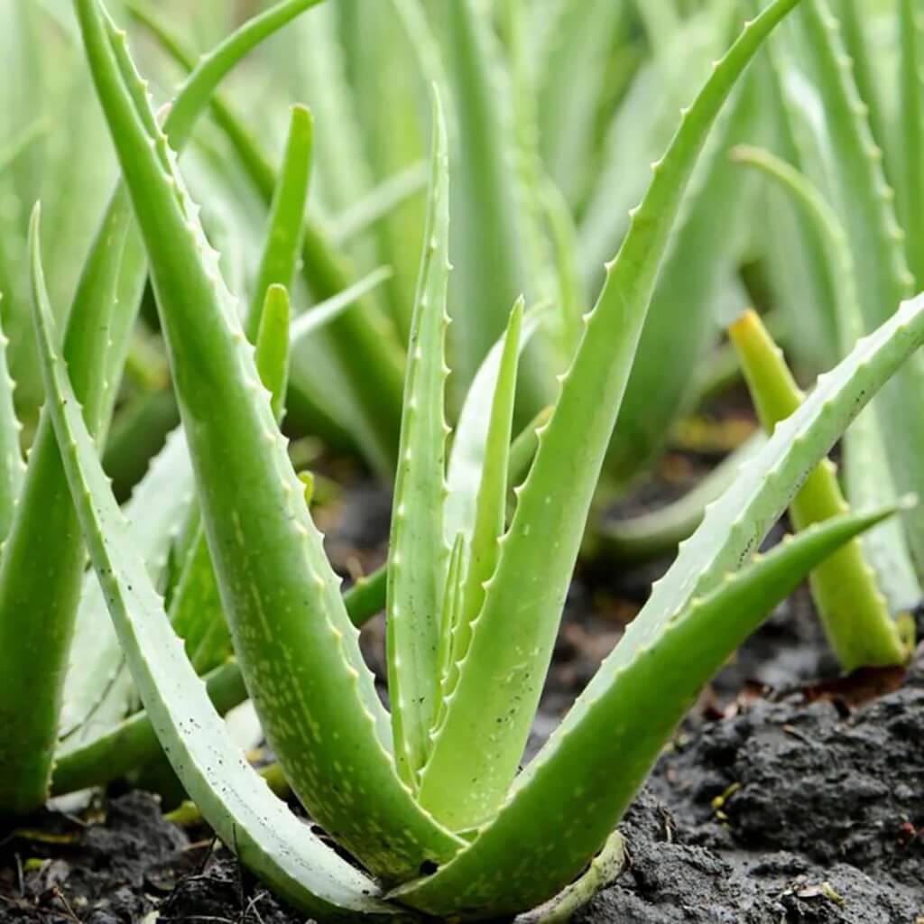 Aloe Vera Seeds 