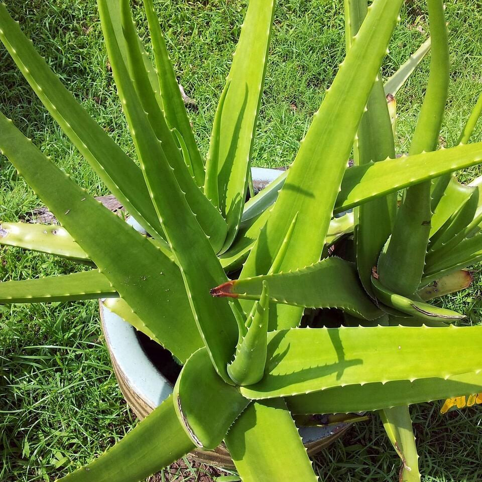 Aloe Vera Seeds 
