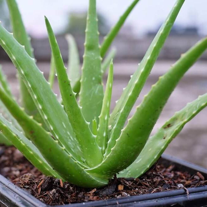Aloe Vera Seeds 