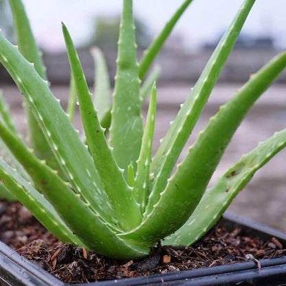 Aloe Vera Seeds 