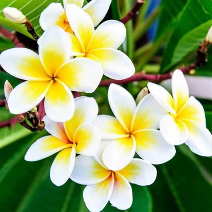 Aloha Flower Seeds 