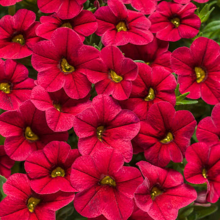 Aloha Series Seeds