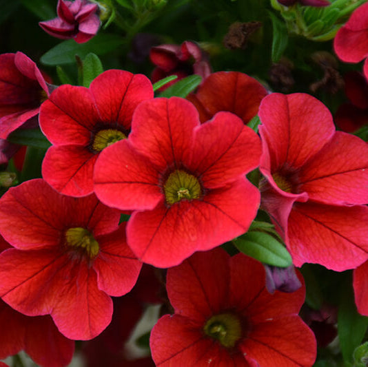 Aloha Series Seeds