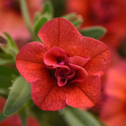Aloha Series Seeds