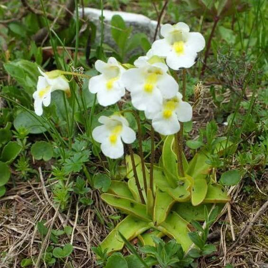 Alpine Butterwort Seeds 