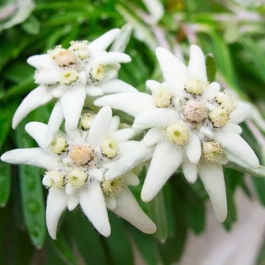 Alpine Star Edelweiss Seeds