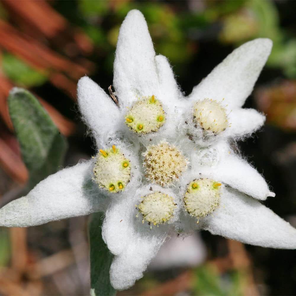 Alpine Star Edelweiss Seeds