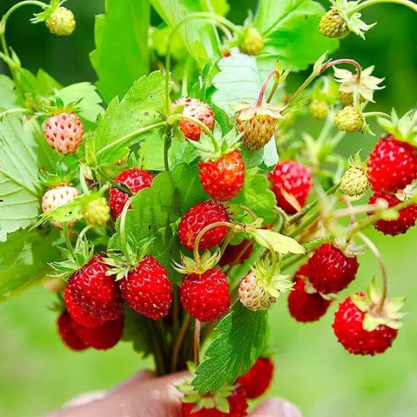 Alpine Strawberry Seeds - Fruit Plant