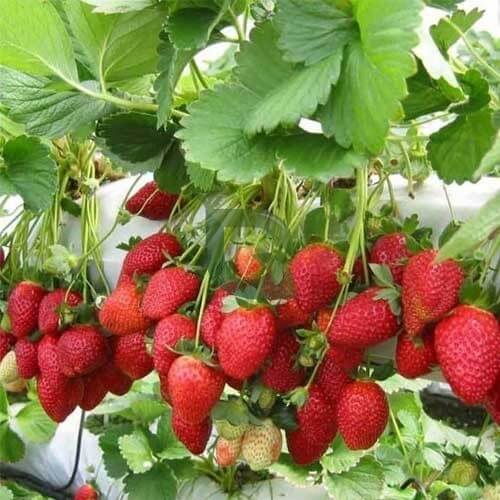 Alpine Strawberry Seeds - Fruit Plant