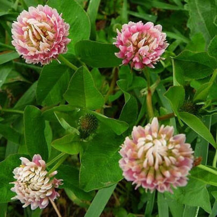 Alsike Clover Seeds - Herbal Plant