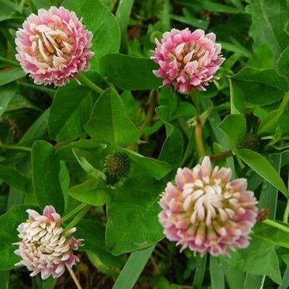 Alsike Clover Seeds - Herbal Plant