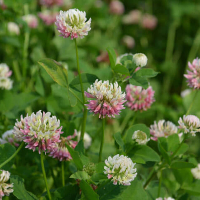 Alsike Clover Seeds - Herbal Plant